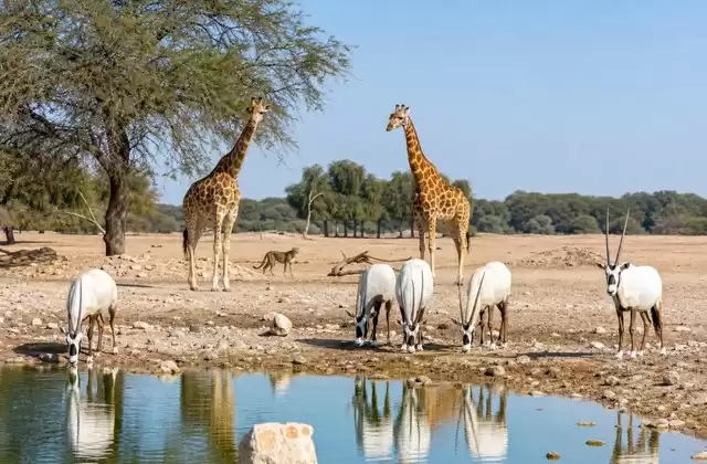 En Sir Bani Yas